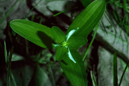 Image of Trillium texanum by (c) Michelle W. （鍾偉瑋）, some rights reserved (CC BY)