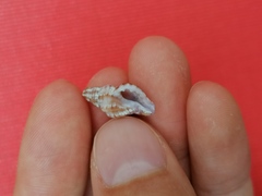 Ocenebra edwardsii