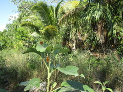 Edessa rufomarginata