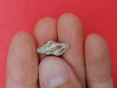 Ocenebra edwardsii