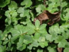 Galium echinocarpum