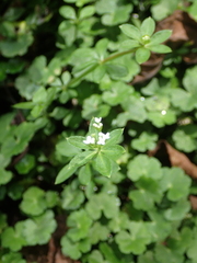 Galium echinocarpum