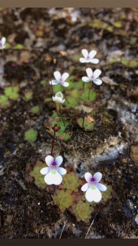 Pinguicula gracilis