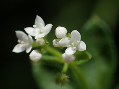 Galium echinocarpum