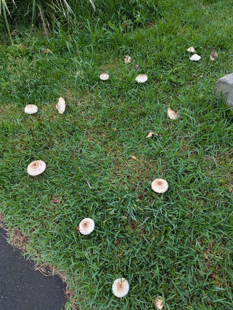 Chlorophyllum molybdites · April 2025 · photo: © rosiekstein (iNaturalist, cc-by)