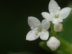 Galium echinocarpum