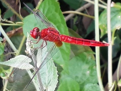 Crocothemis servilia