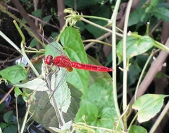 Crocothemis servilia