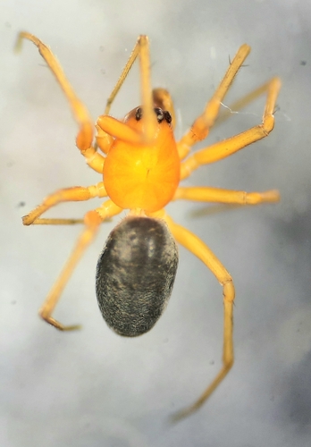 Kaestneria rufula