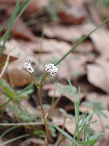 Image of Lomatium piperi by (c) elik03, some rights reserved (CC BY)