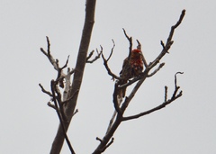 Haemorhous mexicanus