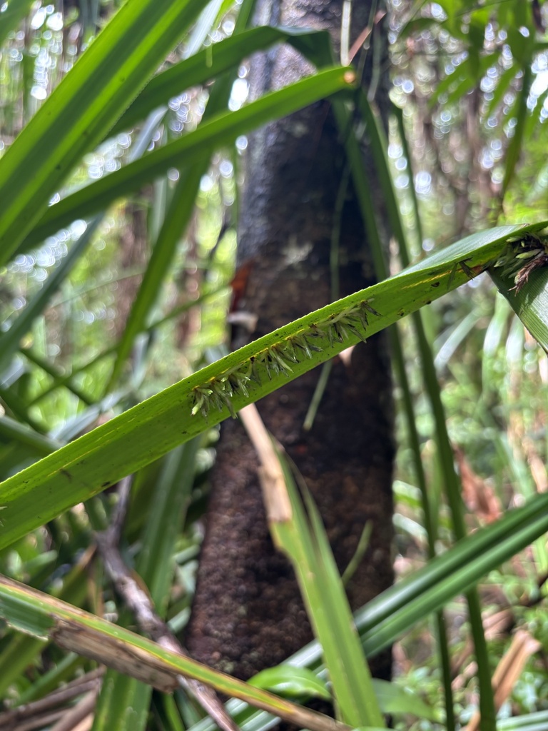 Cintractiellales