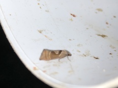 Pelochrista similiana