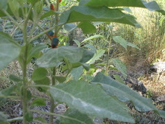 Edessa rufomarginata