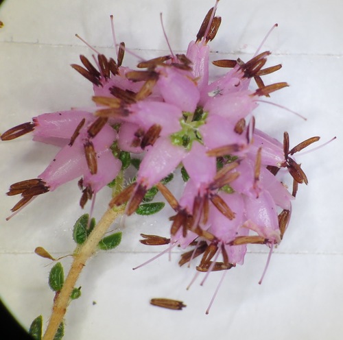 Image of Erica interrupta by (c) linkie, some rights reserved (CC BY)
