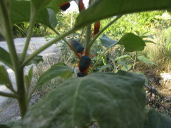 Edessa rufomarginata