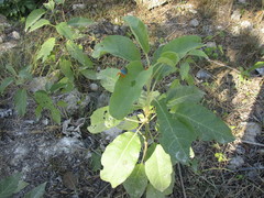 Edessa rufomarginata