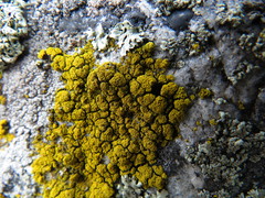 Candelariella coralliza