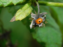 Adalia bipunctata