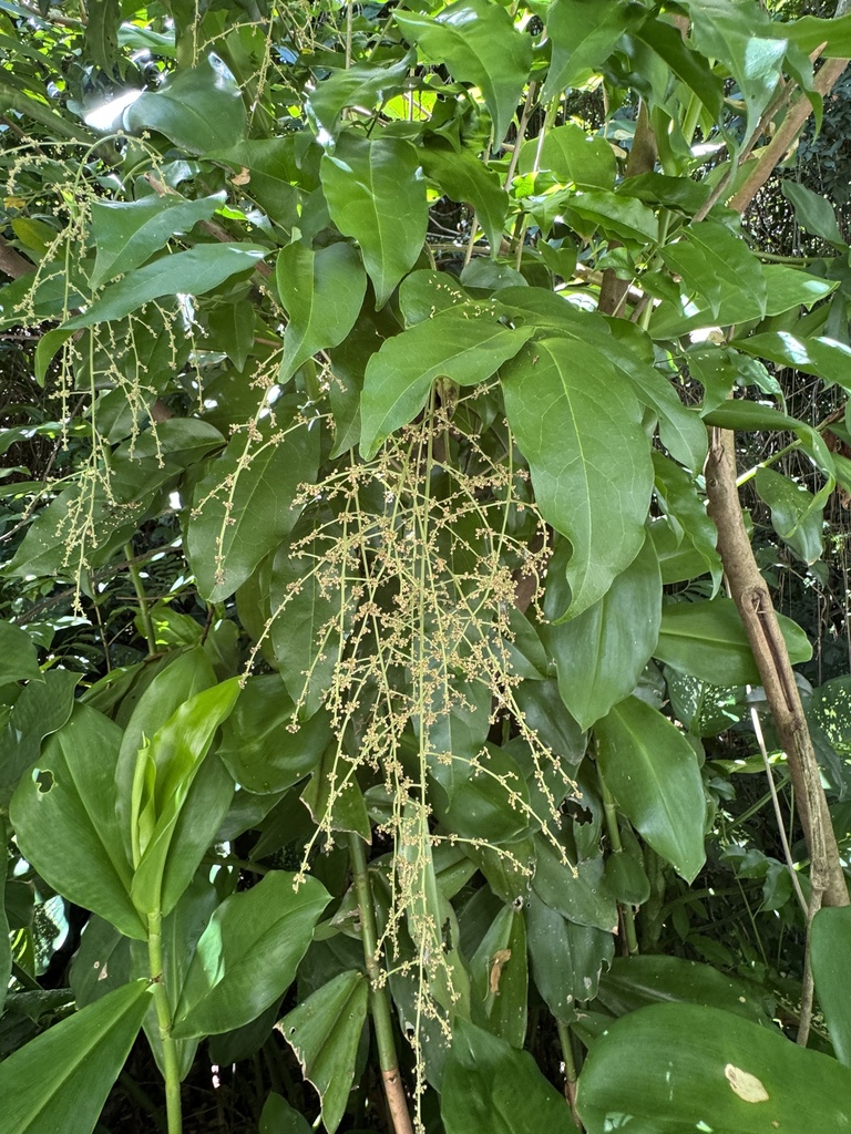 Picramnia ciliata