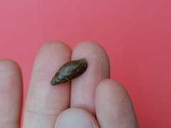 Episcomitra cornicula