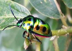 Chrysocoris