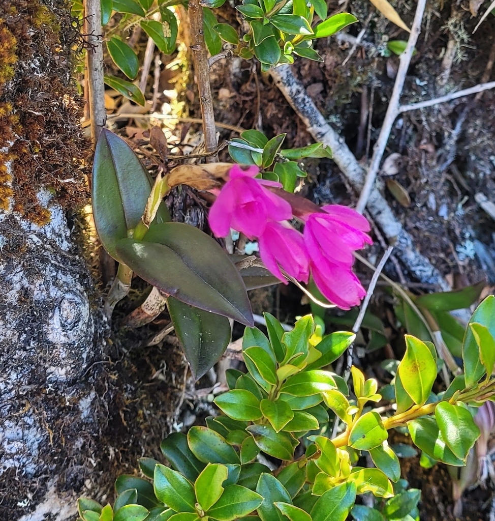 Epidendrum paucifolium