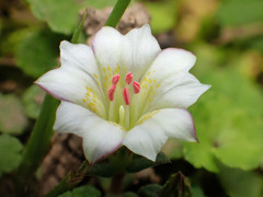 Gentiana flavomaculata