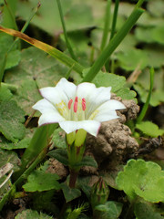 Gentiana flavomaculata