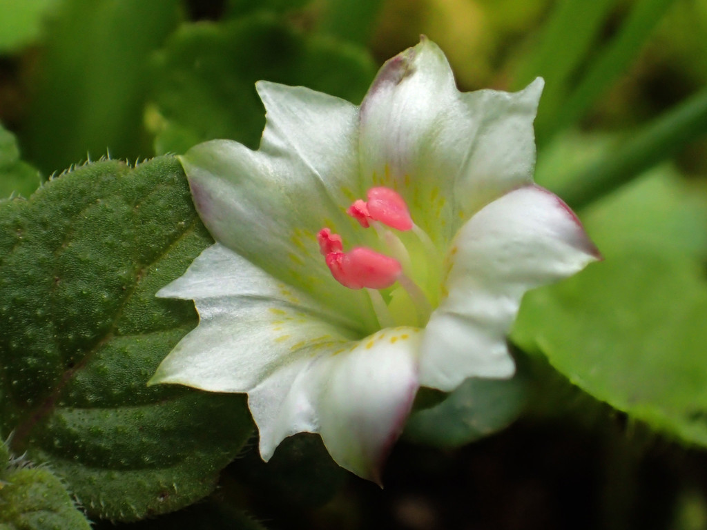 Gentiana flavomaculata