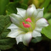 Gentiana flavomaculata - Photo no rights reserved, uploaded by 葉子