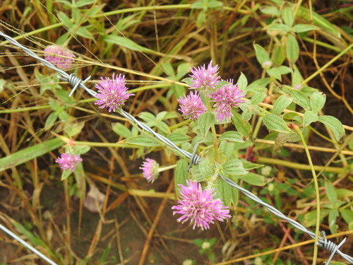 Image of Gomphrena pulchella by (c) Leonel Roget, some rights reserved (CC BY)
