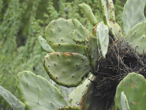 Image of Opuntia quimilo by (c) Leonel Roget, some rights reserved (CC BY)