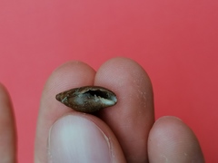 Episcomitra cornicula