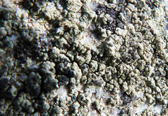 Lecanora sulphurea