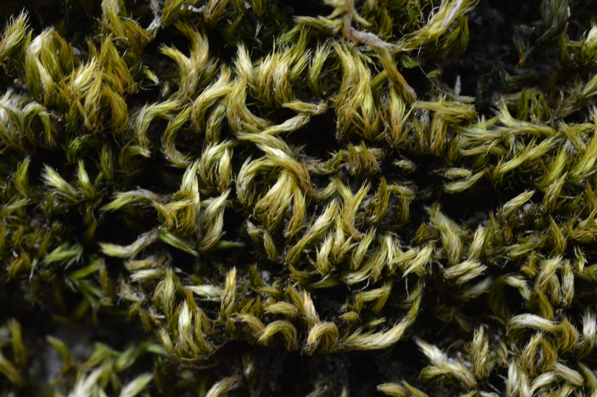 Homalothecium sericeum