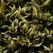 Homalothecium sericeum - Photo Ningún derecho reservado, subido por Irene Saltini