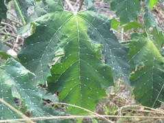 Cnidoscolus aconitifolius