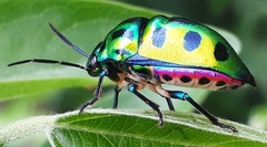 Chrysocoris