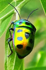 Chrysocoris