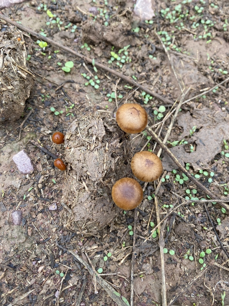 Deconica coprophila · March 2025 · photo: © carancho (iNaturalist, cc-by)