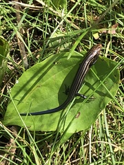 Plestiodon septentrionalis