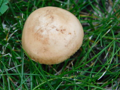 Marasmius oreades