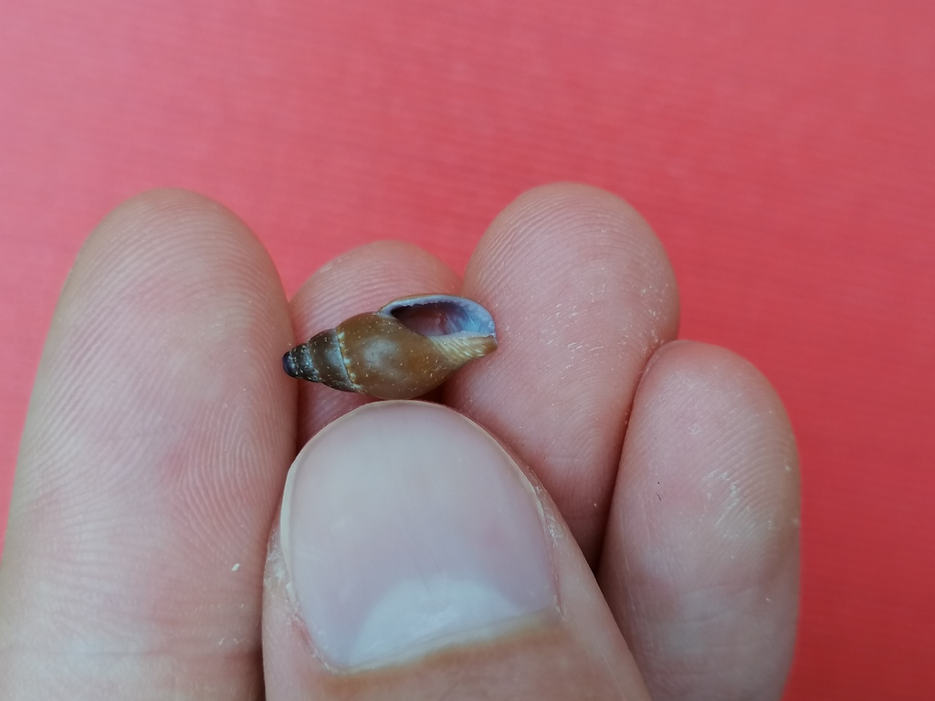 Mitrella gervillii