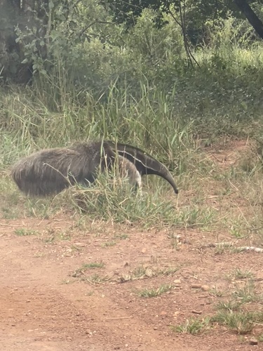 Giant Anteater