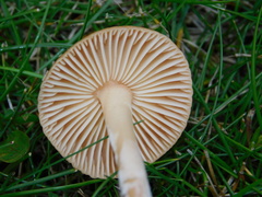 Marasmius oreades