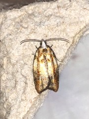 Acleris variana