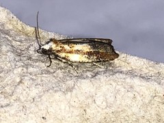 Acleris variana