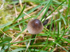 Mycena aetites