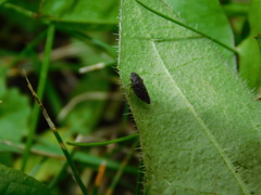 Aphrodinae